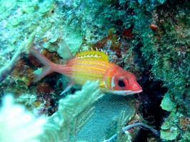 36 Longjaw Squirrelfish  IMG 3725